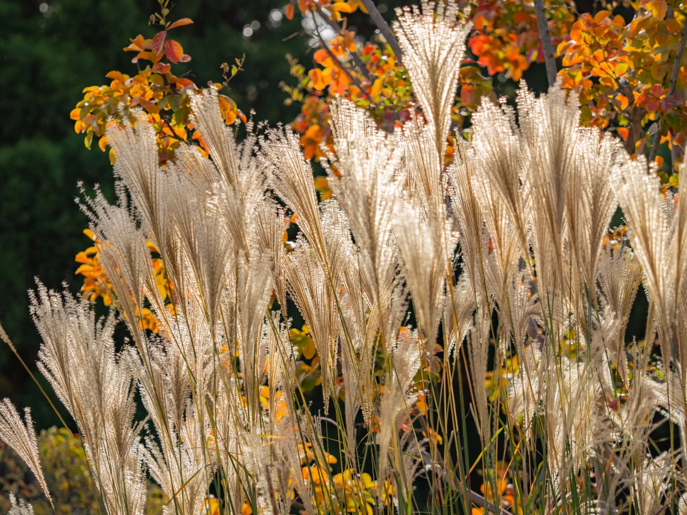 Oto japońska trawa pampasowa, trawa susuki - przepiękna roślina, która będzie stanowić doskonałą osłonę przed sąsiadami Japońska trawa pampasowa