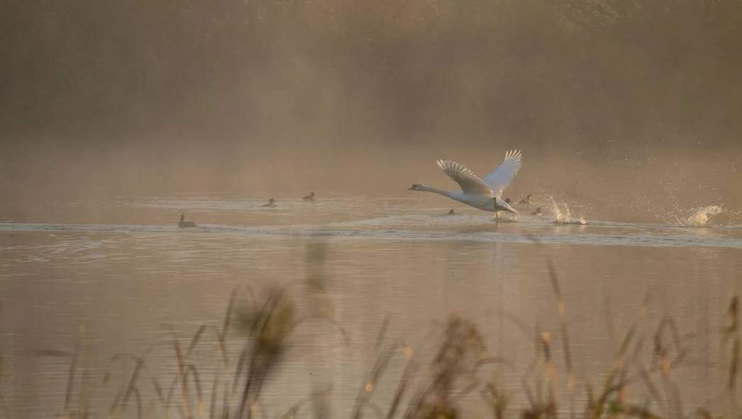 Jezioro we mgle z unoszącymi się nad powierzchnią ptakami wodnymi i łabędziem w locie. Poranek tworzy spokojną atmosferę z brązowo-zielonym tłem traw.
