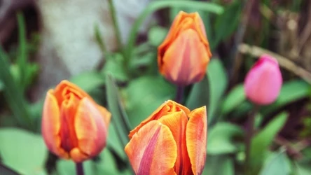 Tulipany narażone są na różne choroby. Najbardziej popularną jest szara pleśń. 