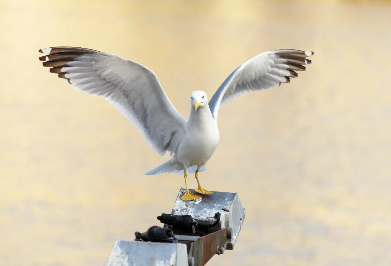 Eliminacja myszy nie tylko uratuje albatrosy, ale także poprawi ogólną kondycję ekologiczną wyspy - twierdzą organizatorzy akcji
