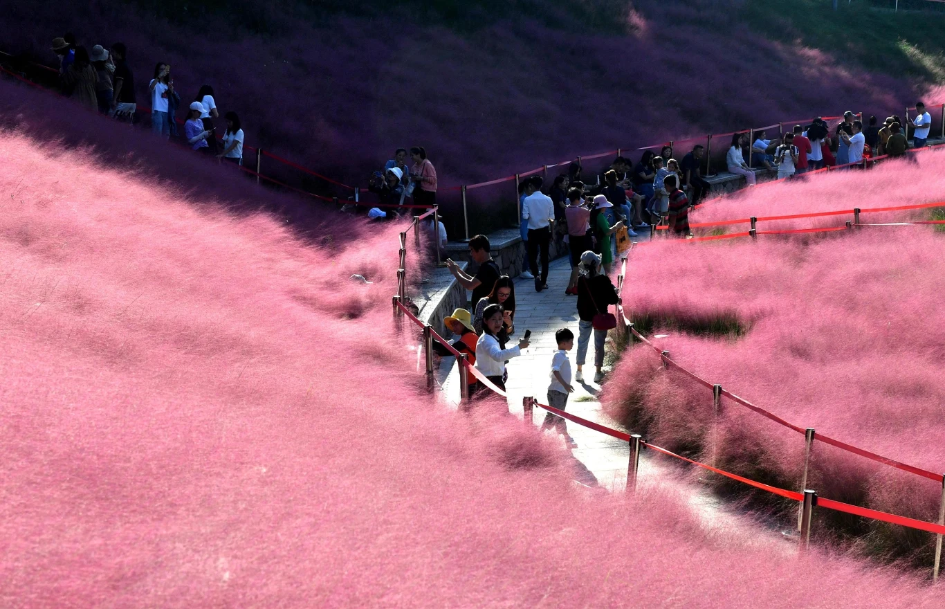 Kwitnienie Przyostni to prawdziwy spektakl: zwiewne, różowe kwiatostany, niczym delikatne pióra tworzą bajkowy widok Kwitnienie Przyostni