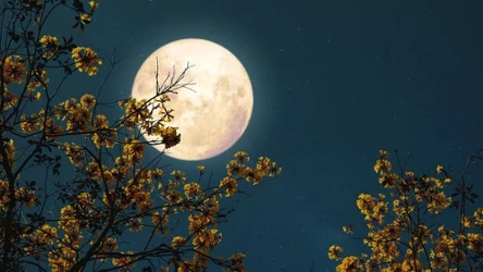 Pełnia Różowego Księżyca przed nami. To znak, że przyroda budzi się do życia