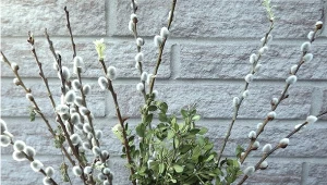 Bazie będą piękne przez całą wiosnę. Wystarczy, że wlejesz to do wazonu