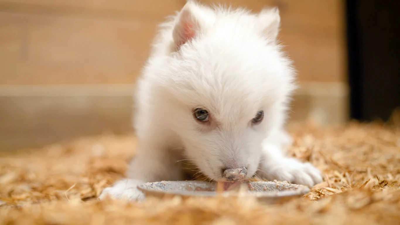 Odtworzono wilka strasznego, urodziły się pierwsze szczenięta wymarłego gatunku Odtworzono wilka strasznego, urodziły się pierwsze szczenięta wymarłego gatunku