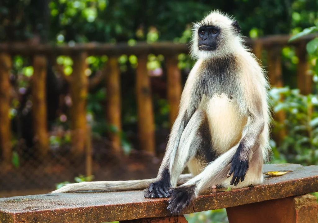 Langur Hanumana Langur Hanumana