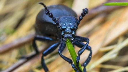 Czy oleica krówki jest groźna? 