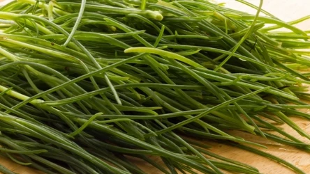 Broda mnicha - czy o niej słyszałeś?