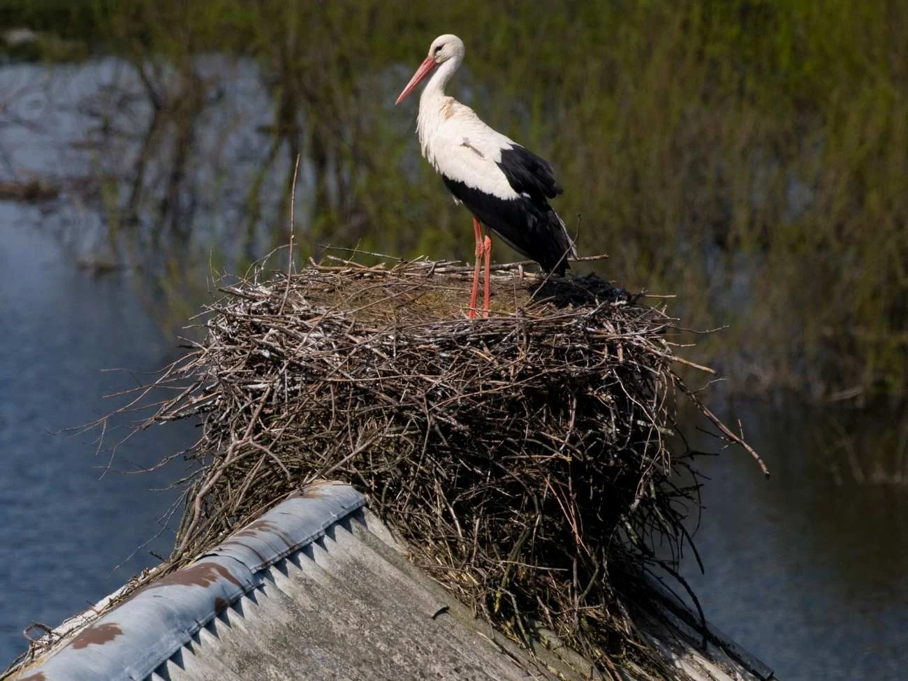 Bocian biały na gnieździe Bocian biały na gnieździe