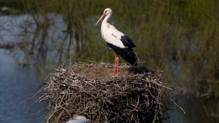 Bocian biały na gnieździe 