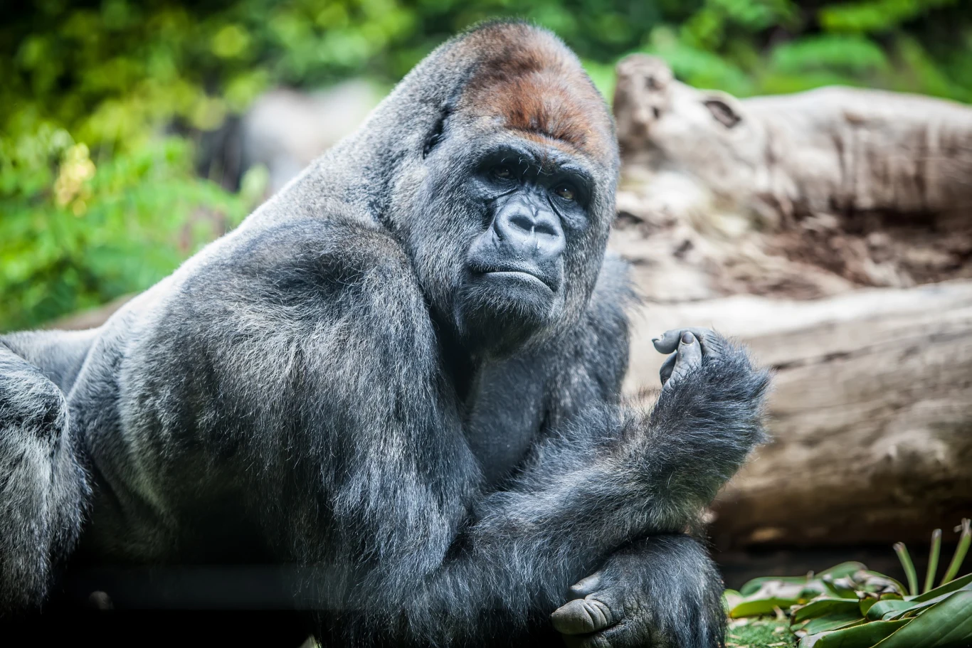 Zoo w Zurychu żegna goryla. Zdj. poglądowe. Zoo w Zurychu żegna goryla. Zdj. poglądowe.
