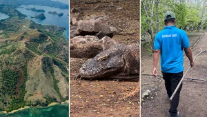 Warany z Komodo to dziś zagrożony gatunek 