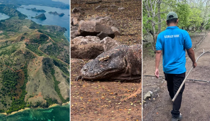 Warany z Komodo to dziś zagrożony gatunek 