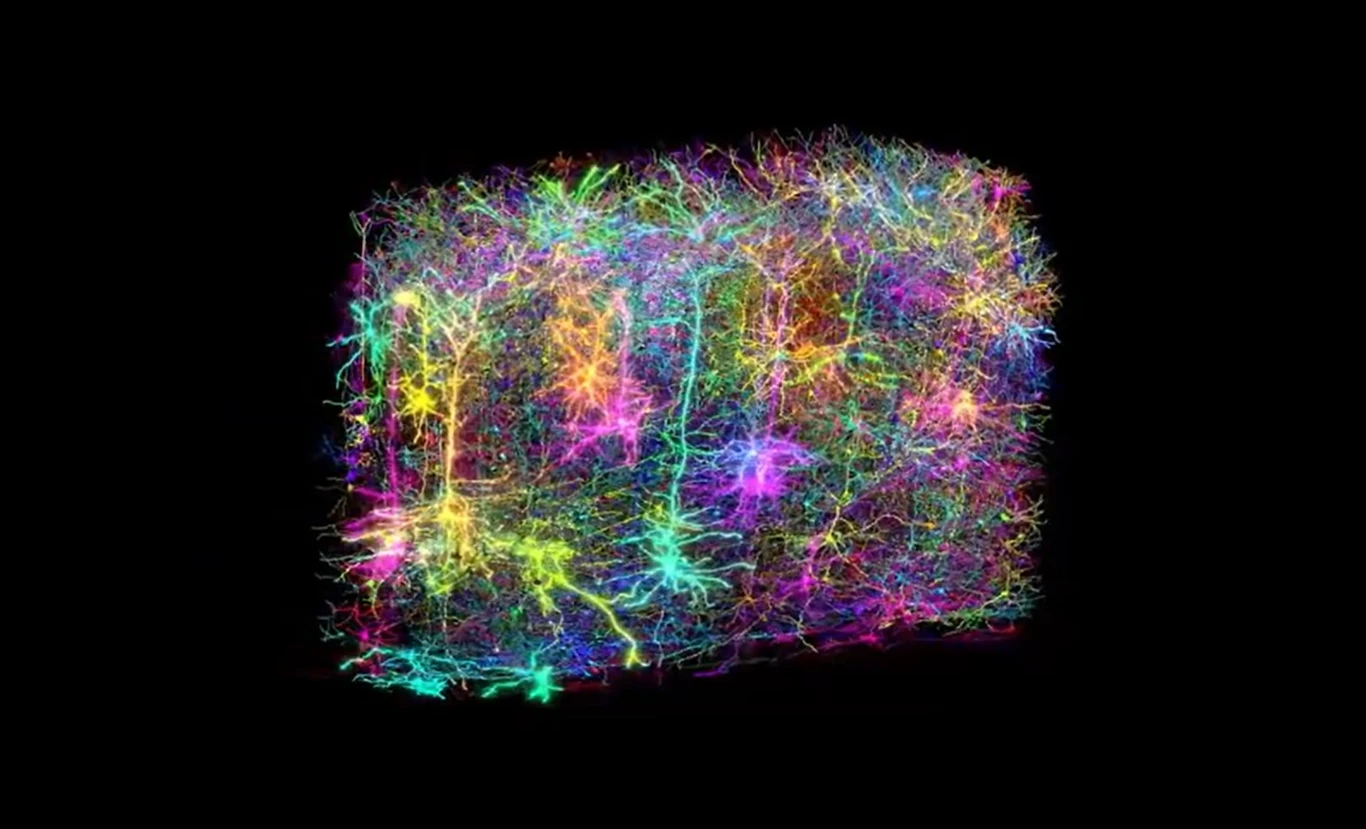 Cyfrowa reprezentacja neuronów we fragmencie mózgu myszy wielkości ziarna piasku article cover