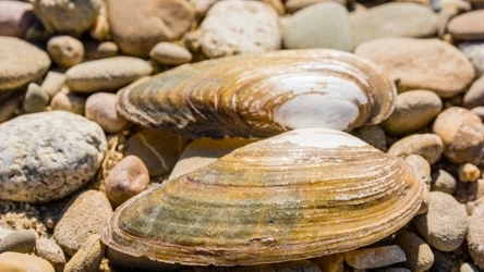 Wysoka temperatura wód powierzchniowych źle wpływa na rozród małż