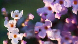 Posadź jako żywopłot. Ładniejsza niż tuja, a do tego odstrasza komary