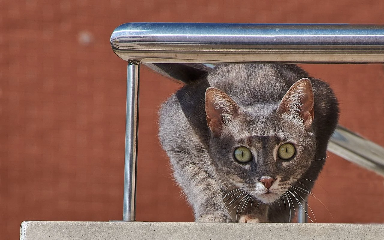 Tak odstraszysz kota sąsiada i nie narazisz go na niebezpieczeństwo Tak odstraszysz kota sąsiada i nie narazisz go na niebezpieczeństwo