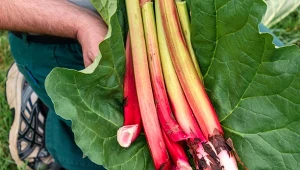 W kwietniu zacznij podlewać tym rabarbar. Obrodzi jak nigdy wcześniej