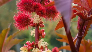 Krzewu Jonasza pozazdroszczą ci sąsiadki. Odstrasza szkodniki i wygląda egzotycznie