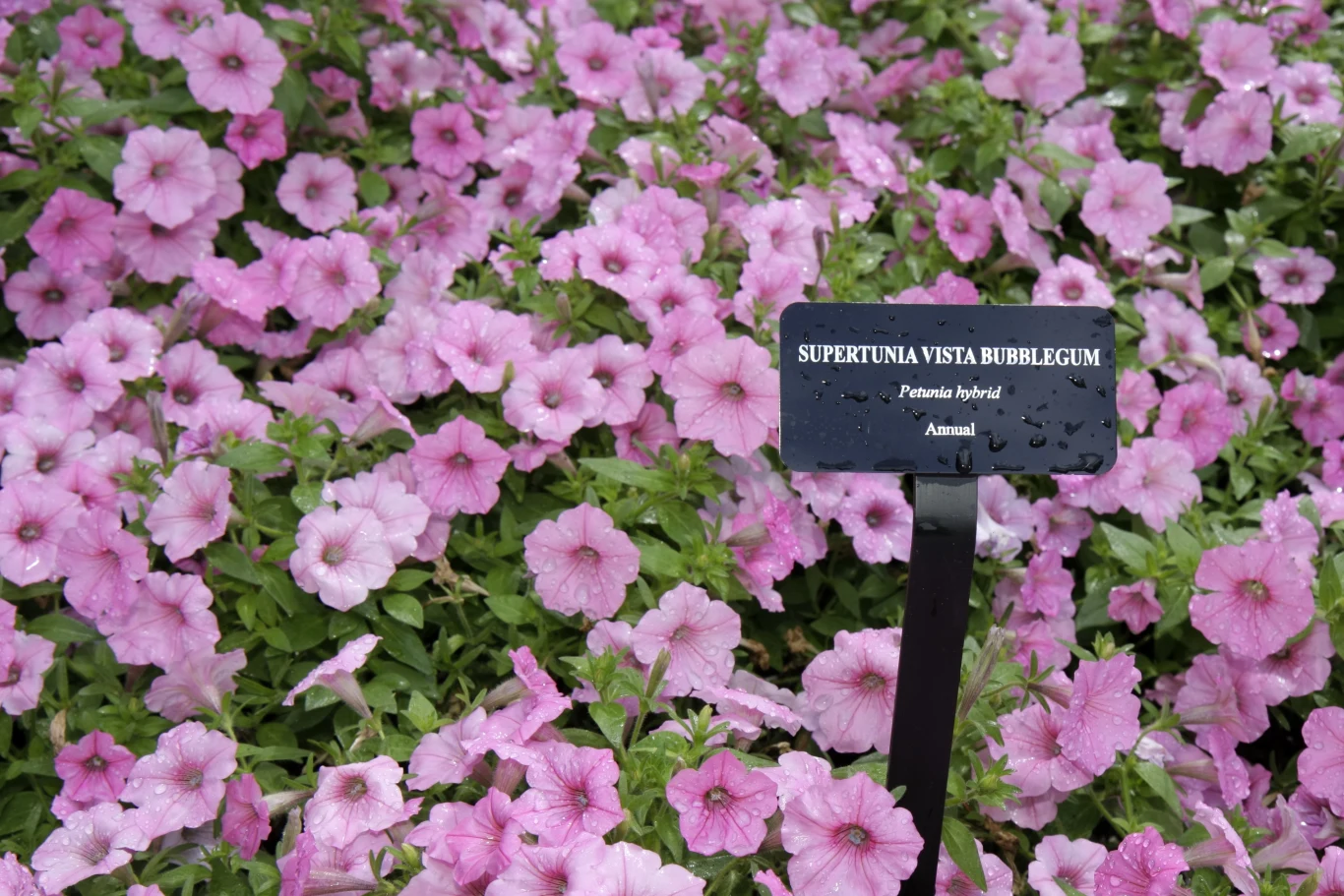 Supertunia Vista