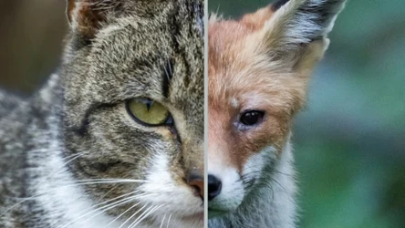 Naukowcy badają, czy "kotolis" to nowy gatunek, czy hybryda/Stanisław Bielski/Reporter