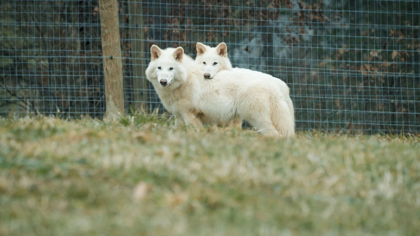 Romulus i Remus - dwa wilki straszliwe firmy Colossal Biosciences