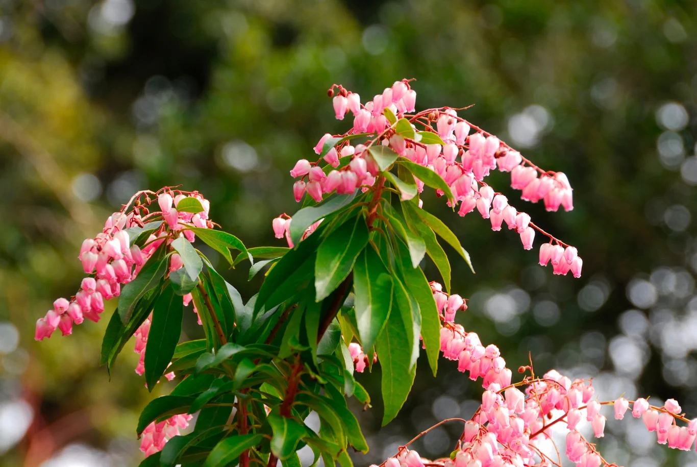 Pieris japonica, odmiana Katsura
