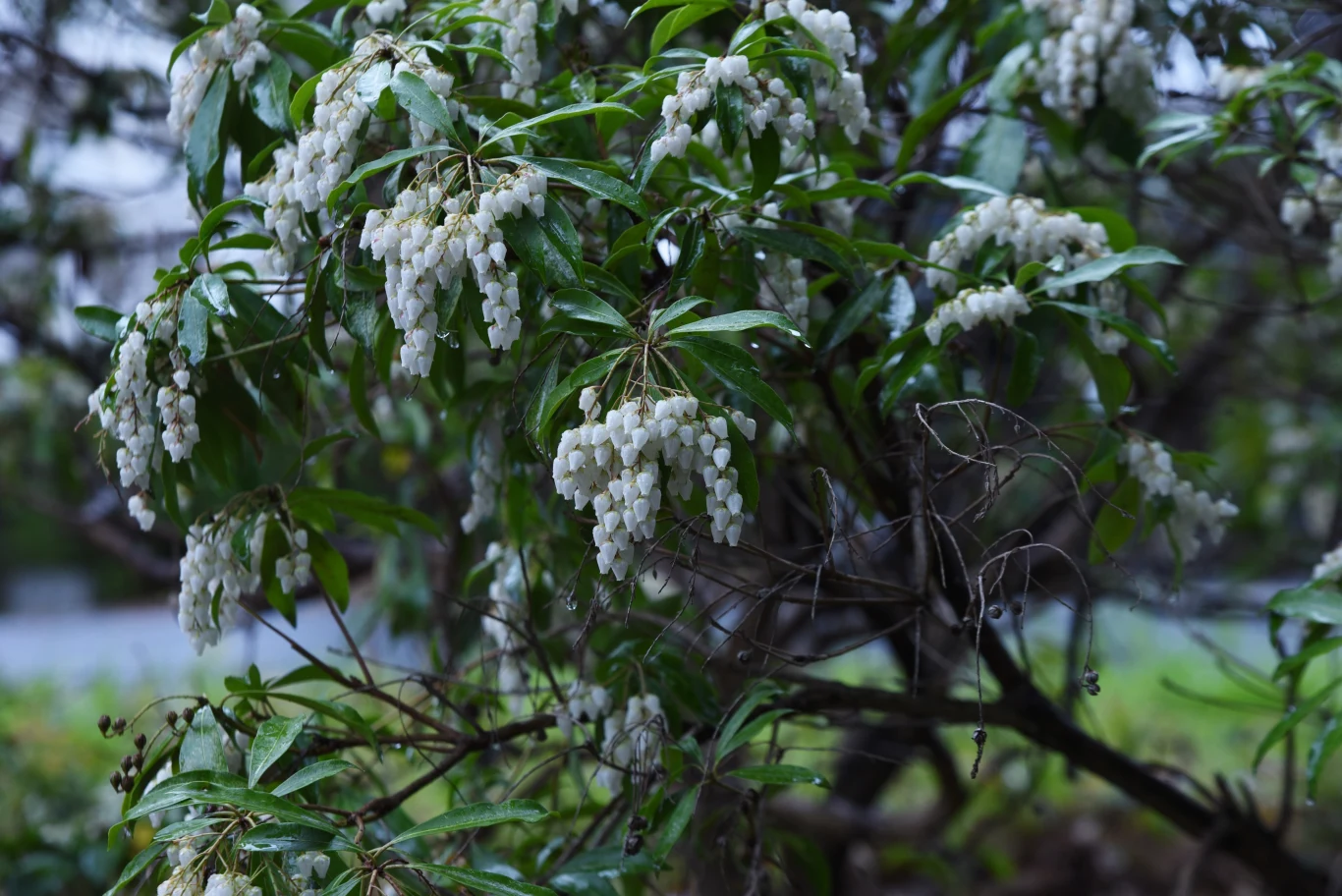 Pieris japonica z białymi kwiatami 