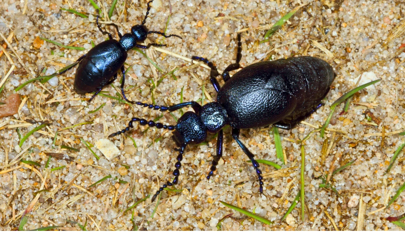 Czy oleica krówka jest groźna? Czy oleica krówka jest groźna?