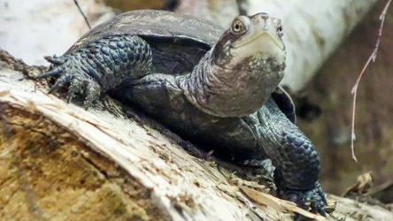 Żółw błotny w Polsce jest chroniony 