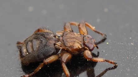 Latające kleszcze są duże i żerują na ssakach. Czy ludzie powinni się ich obawiać? 