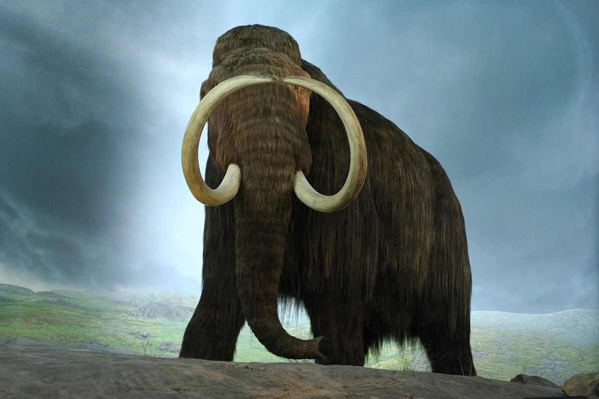 Mamut włochaty Mamut włochaty