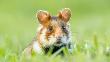 Chomik europejski ma się w Polsce coraz gorzej