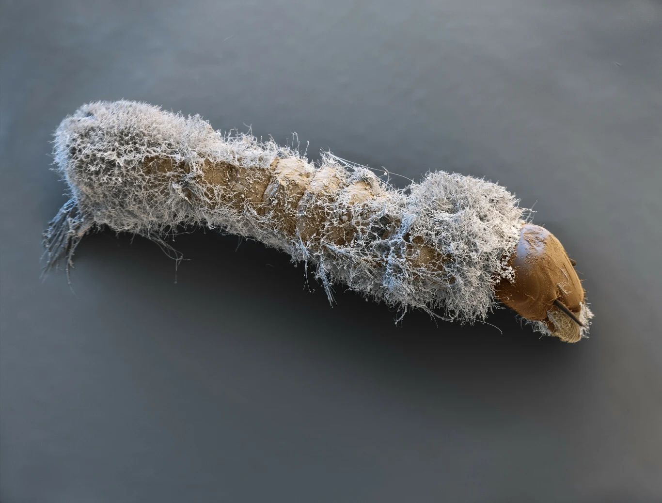 Larwa komara zniszczona przez grzyba Metarhizium anisopliae