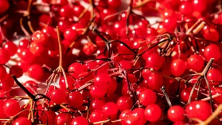 w sezonie mamy go w ogrodach pod dostatkiem, ale wciąż zapominamy o tym zdrowym owocu.