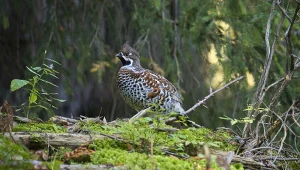 Ten leśny ptak jest bardzo skryty. Wydaje nietypowe odgłosy