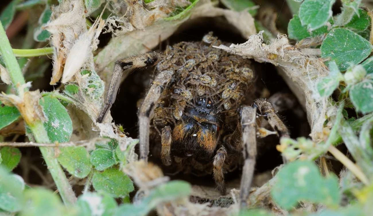 Lycosa singoriensis Lycosa singoriensis
