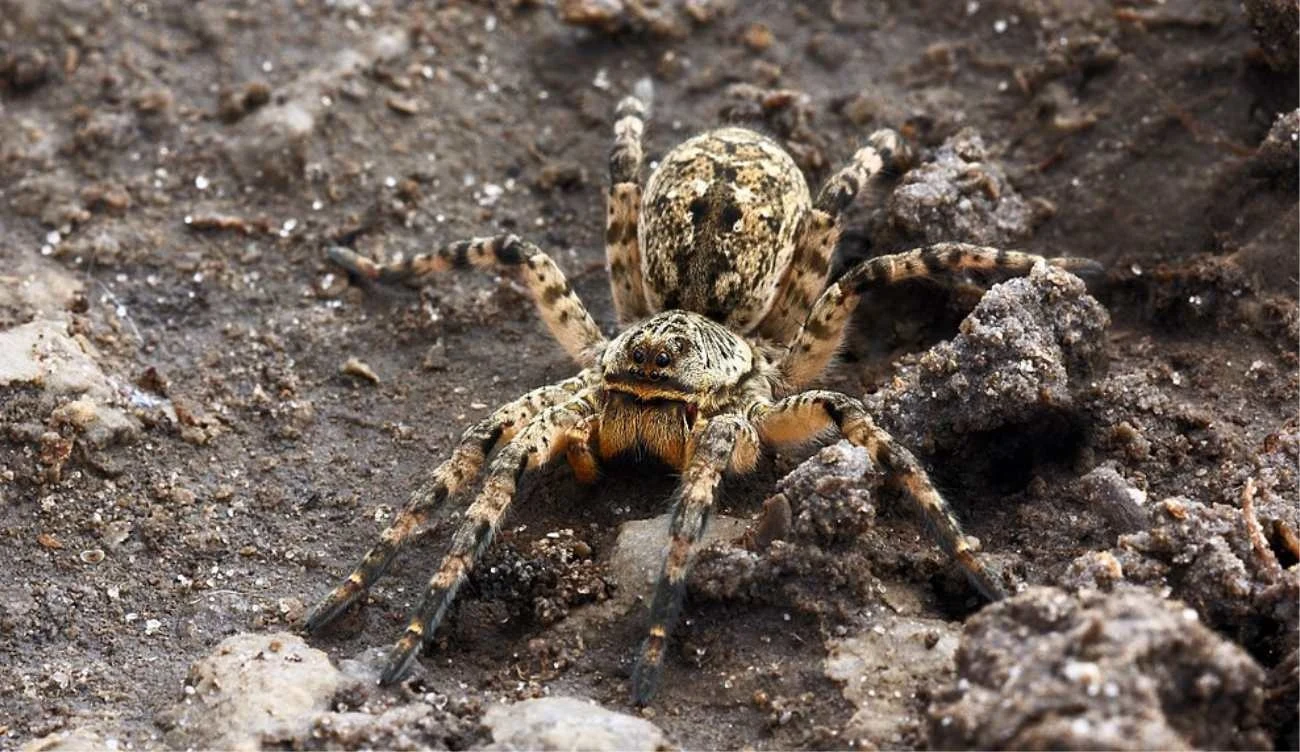 Tarantula ukraińska z bliska Tarantula ukraińska z bliska