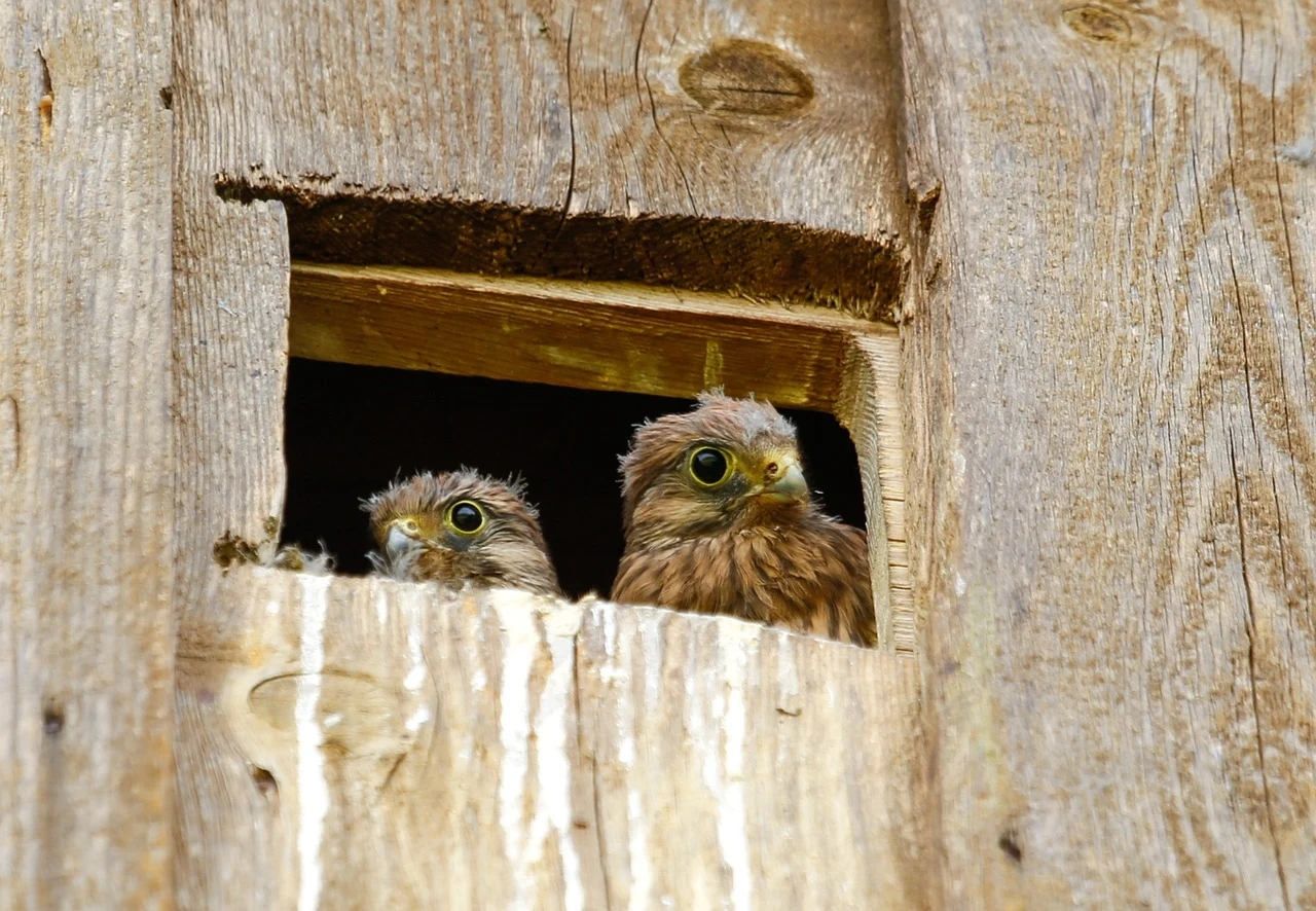 Dwa młode ptaki wyglądają z drewnianej dziupli. Widać ich puszyste pióra i ciekawskie oczy, a otwór w drewnie przypomina okno z naturalnymi elementami wystroju.