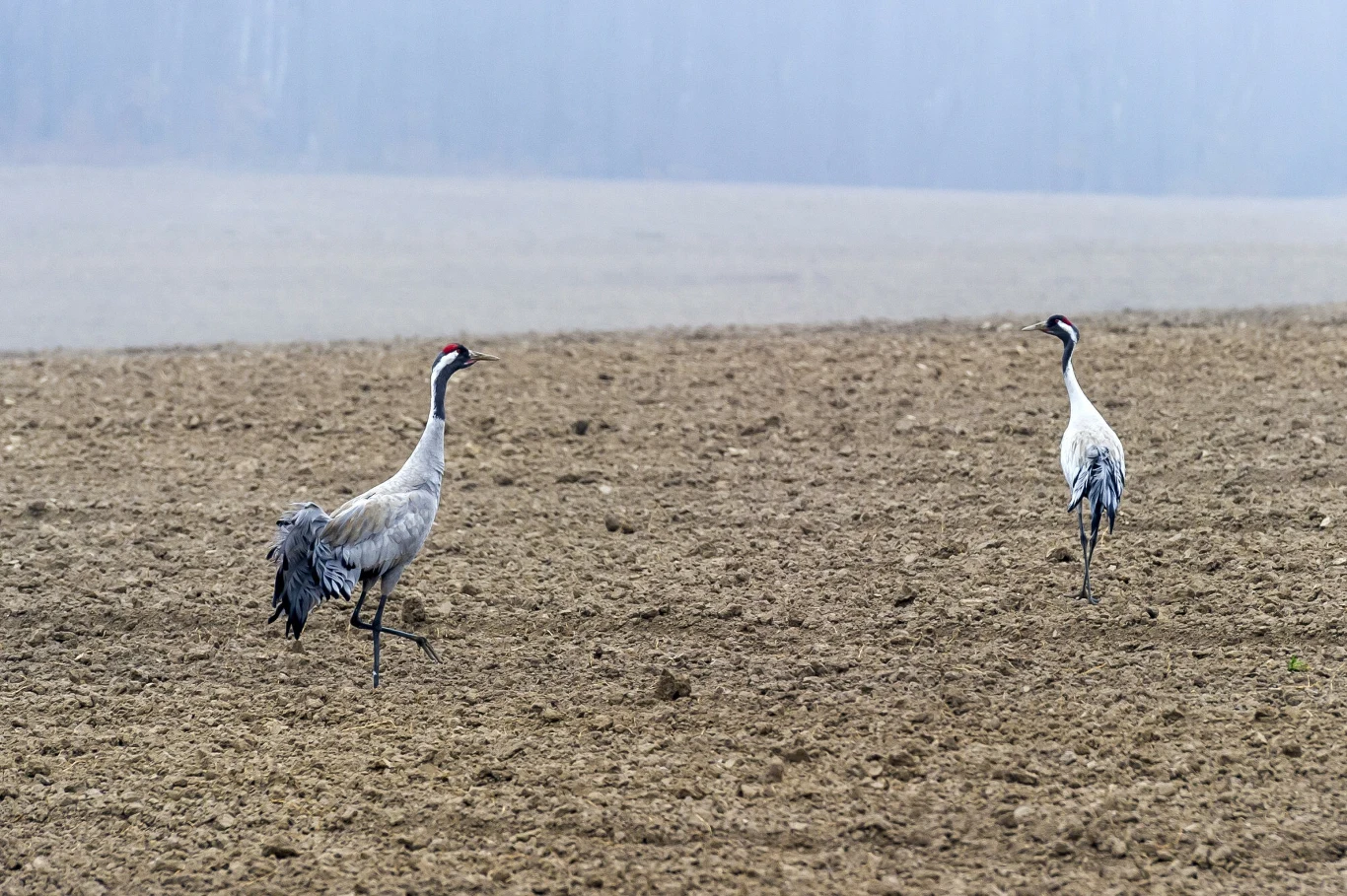 Na Wzgórzach Dylewskich można spotkać m.in. żurawie