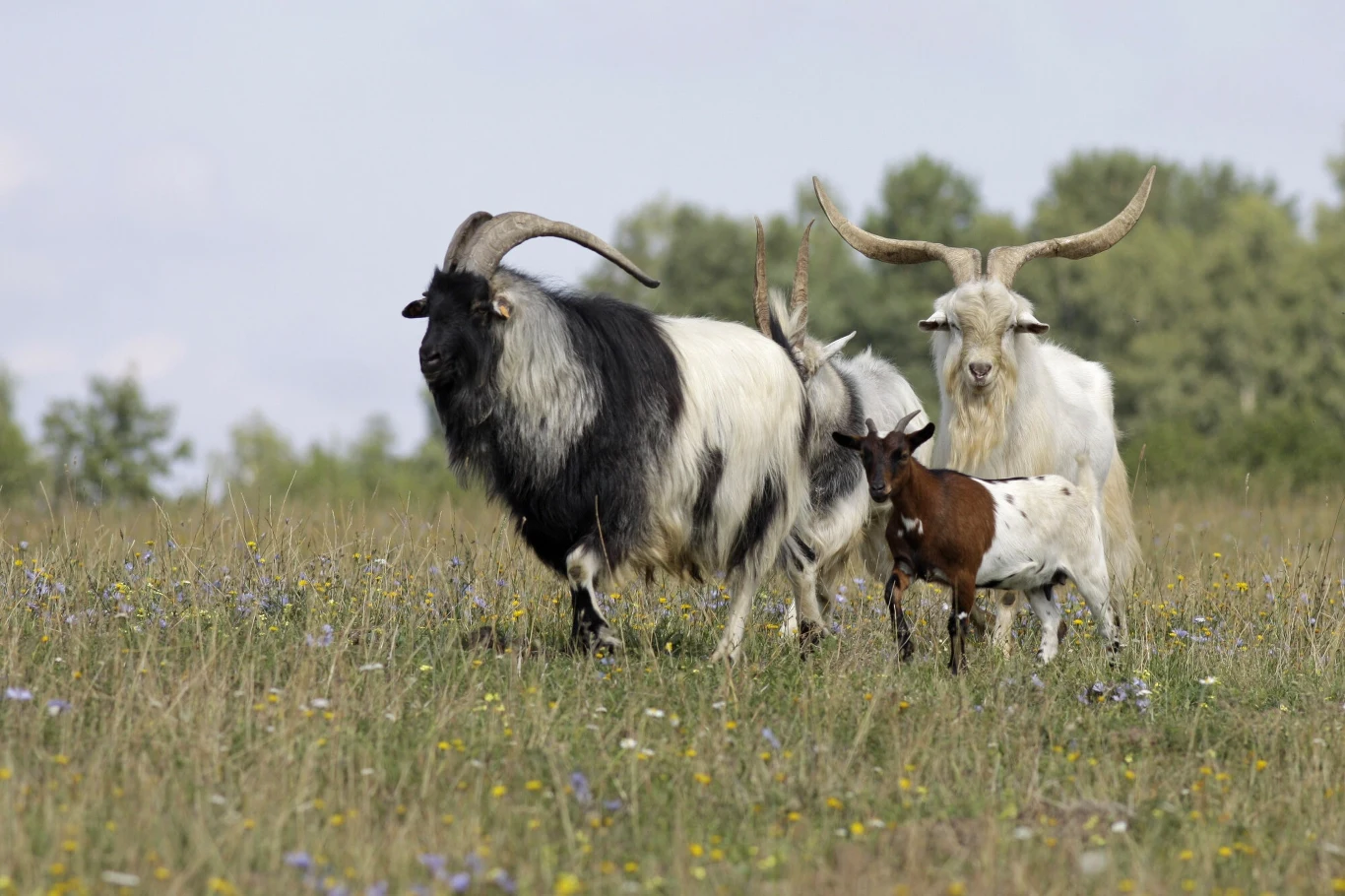 Na Wgórzach Dylewskich można także spotkać... muflony