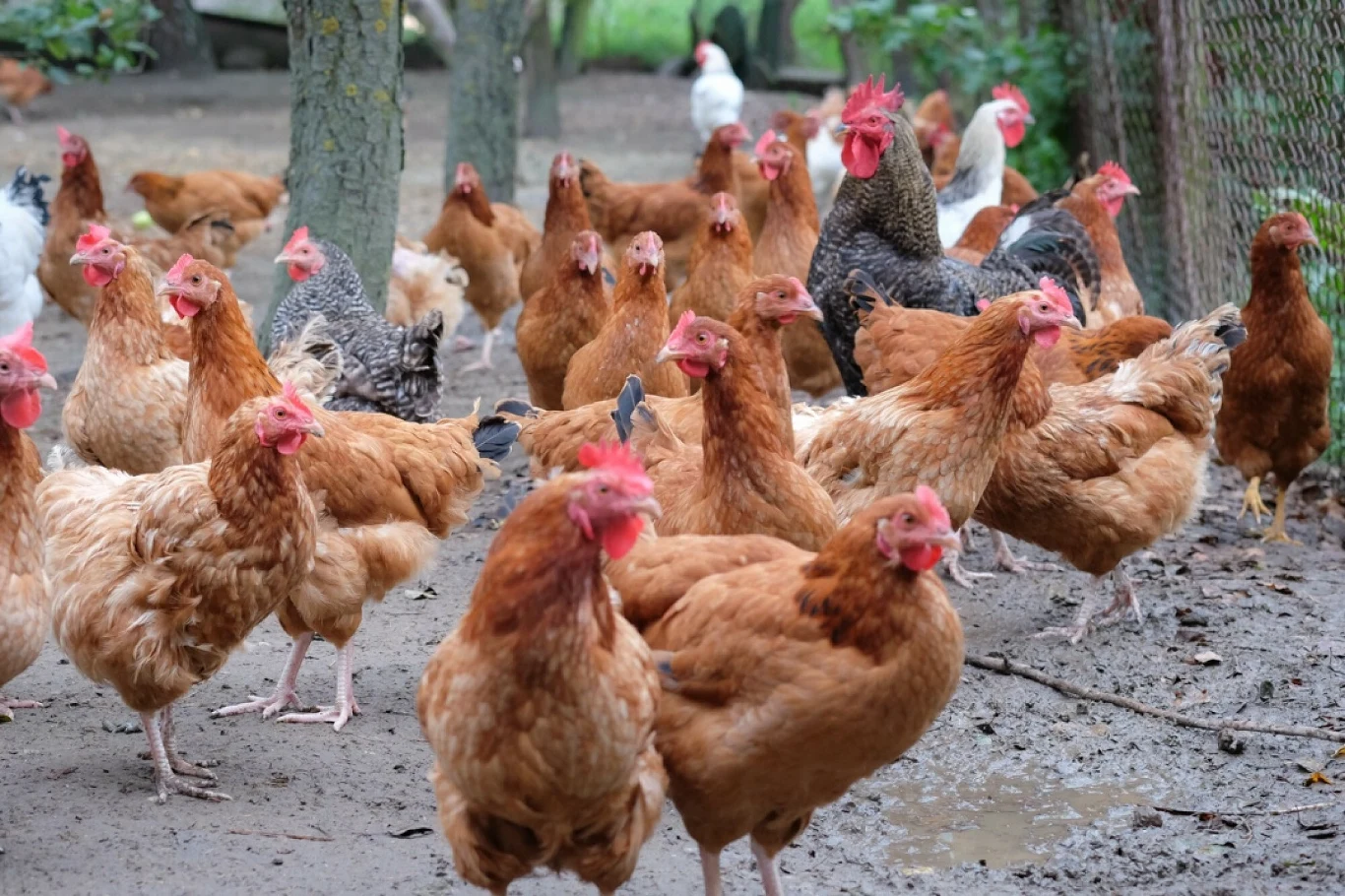 Polski drób wróci na chiński rynek. Przedstawiciele resortów rolnictwa Polski i Chin podpisały umowę o regionalizacji produkcji mięsa drobiowego Polski drób wróci na chiński rynek. Przedstawiciele resortów rolnictwa Polski i Chin podpisały umowę o regionalizacji produkcji mięsa drobiowego