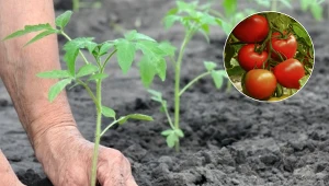 Wrzuć to do ziemi pod sadzonki pomidorów. Będą rosły jak szalone
