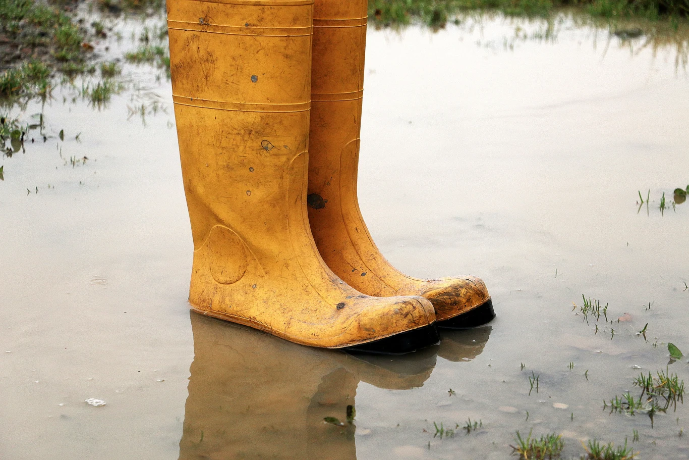 Gdzie wyrzucić stare kalosze? Żółte kalosze w kałuży
