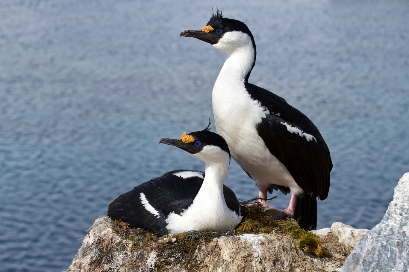 Kormoran białoskrzydły z wyspy Heard