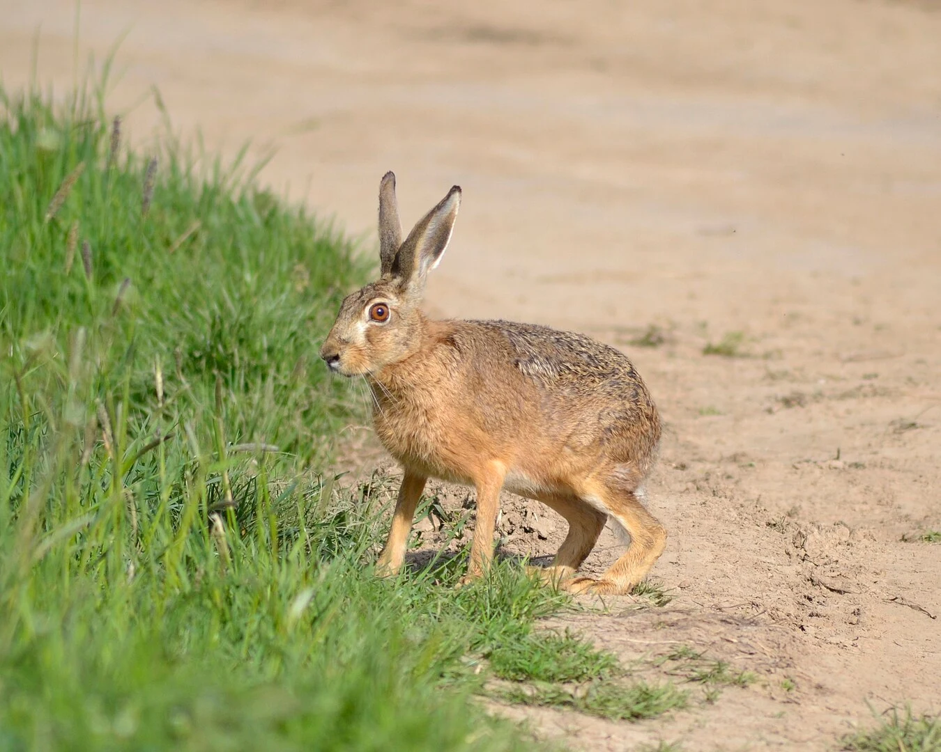 Zając szarak jest jednym z najbardziej rozpoznawalnych elementów fauny polskim krajobrazie rolniczym Zając szarak jest jednym z najbardziej rozpoznawalnych elementów fauny polskim krajobrazie rolniczym
