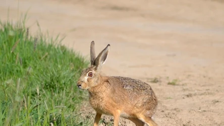 Zając szarak jest jednym z najbardziej rozpoznawalnych elementów fauny polskim krajobrazie rolniczym