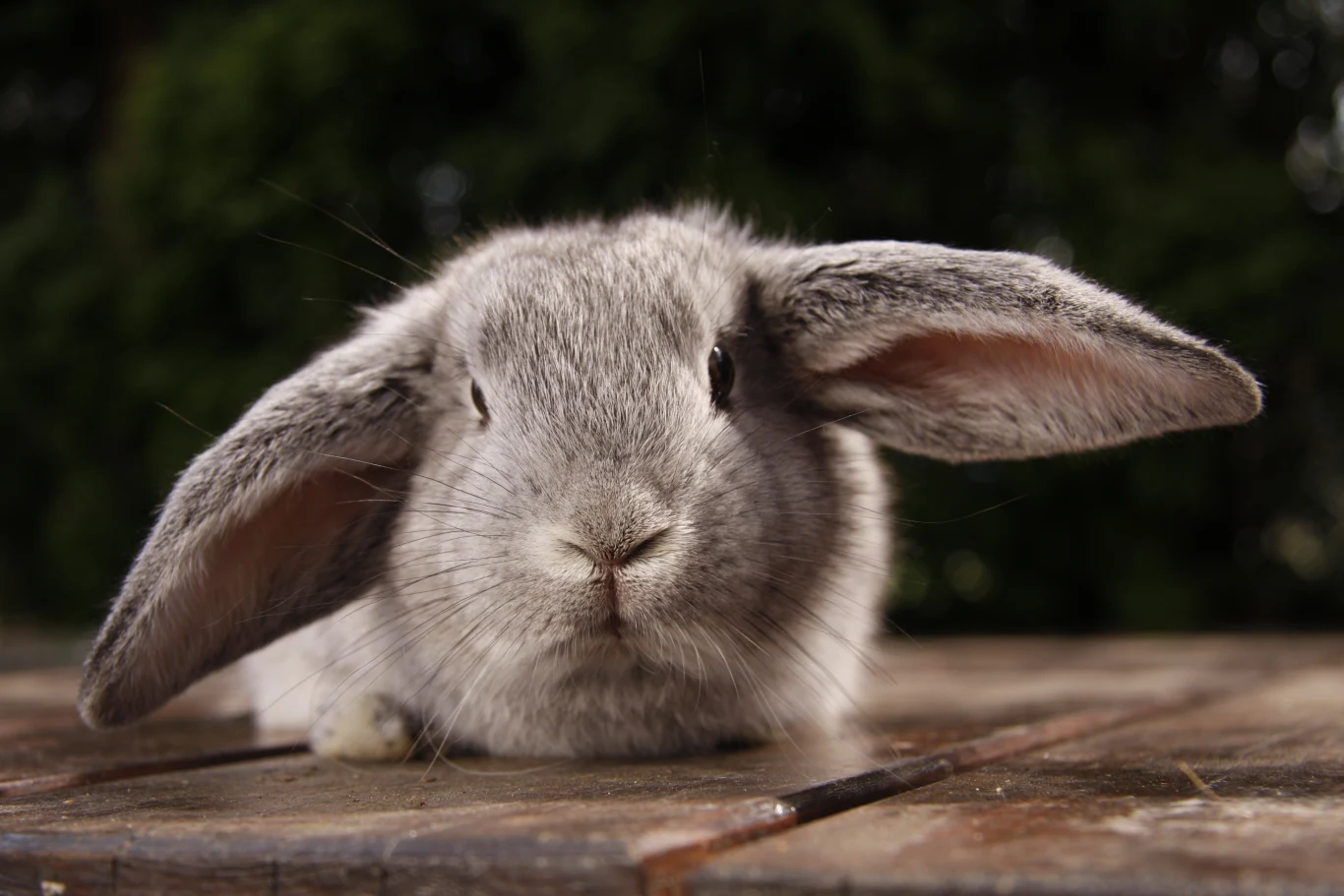 Króliki tak duże jak barany mogły wykarmić nawet wielodzietne rodziny