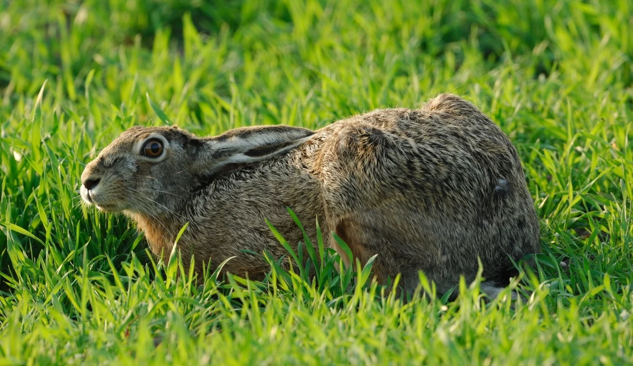 W chwili zagrożenia zając kładzie uszy po sobie i pozostaje w ukryciu, traktując ucieczkę jako absolutną konieczność /CanvaPro W chwili zagrożenia zając kładzie uszy po sobie i pozostaje w ukryciu, traktując ucieczkę jako absolutną konieczność /CanvaPro