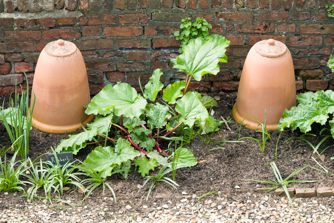 Niewielu ludzi wie o tym, że rabarbar i doniczka to duet idealny