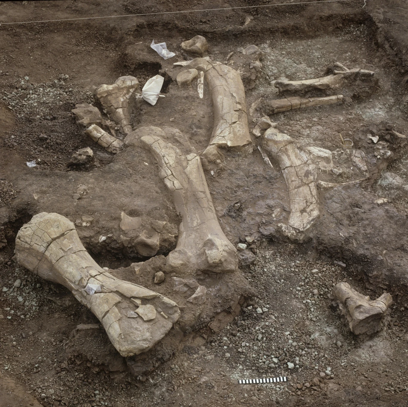 Kości rebbachizaurów bywają ogromne Wykopaliska archeologiczne pokazujące skamieniałości dinozaura w ziemi. Widoczne są duże kości, prawdopodobnie należące do kończyn i kręgosłupa zwierzęcia. Teren jest częściowo odsłonięty, a otaczają go warstwy ziemi i kamieni.